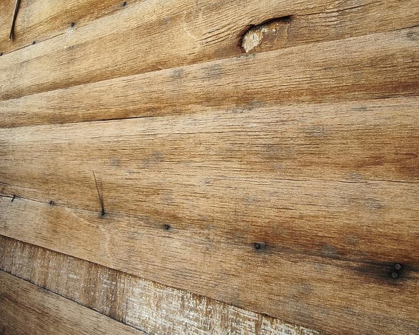 Mold on Plywood