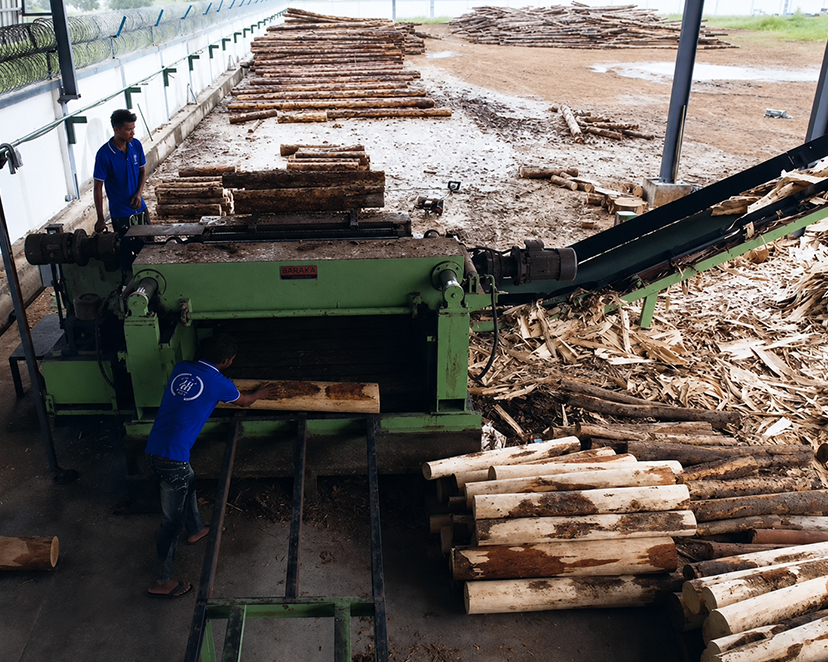 Peeling the logs into veneers